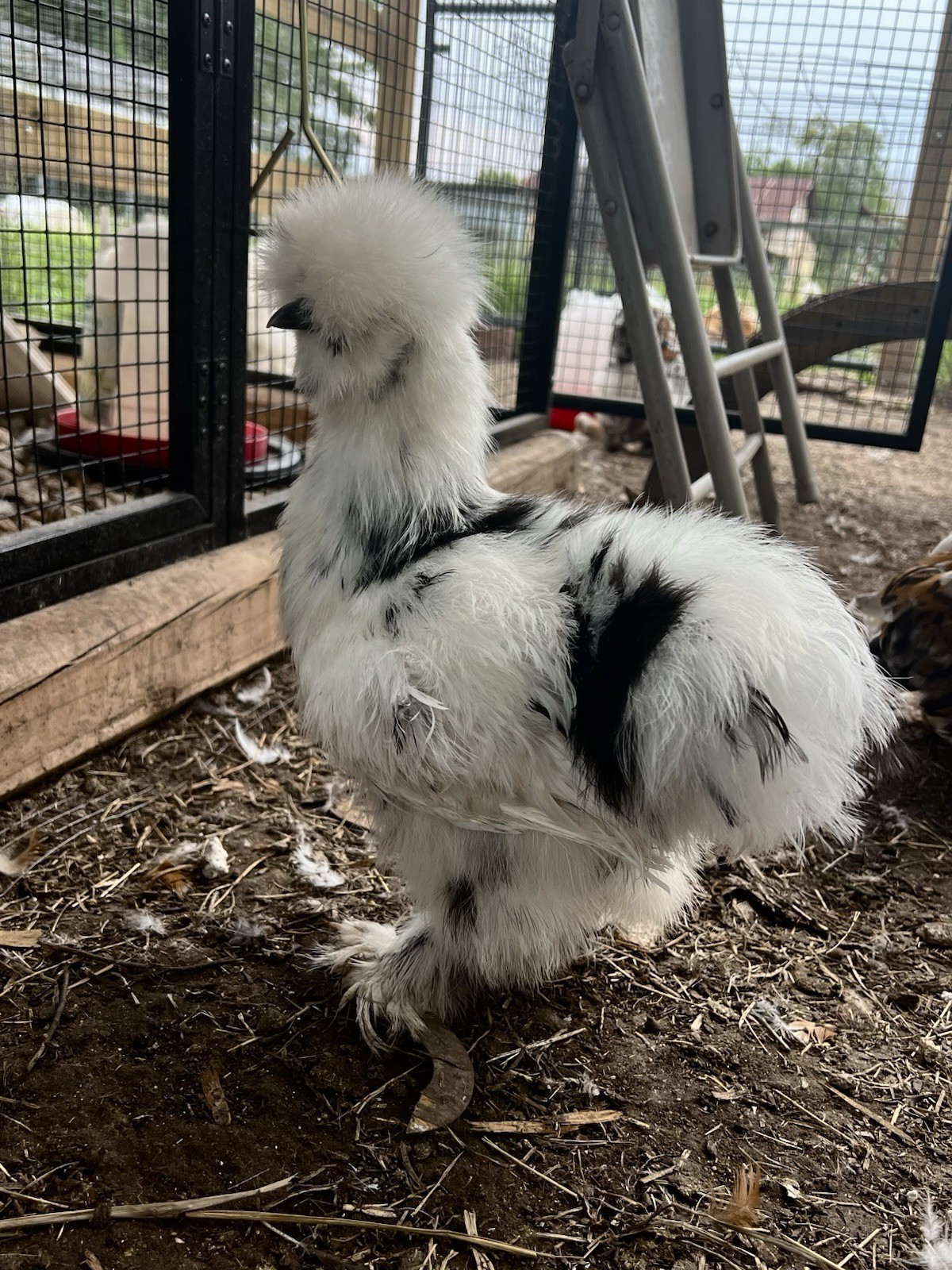 6+ Bearded Paint Silkie Hatching Eggs NPIP Certified Flock