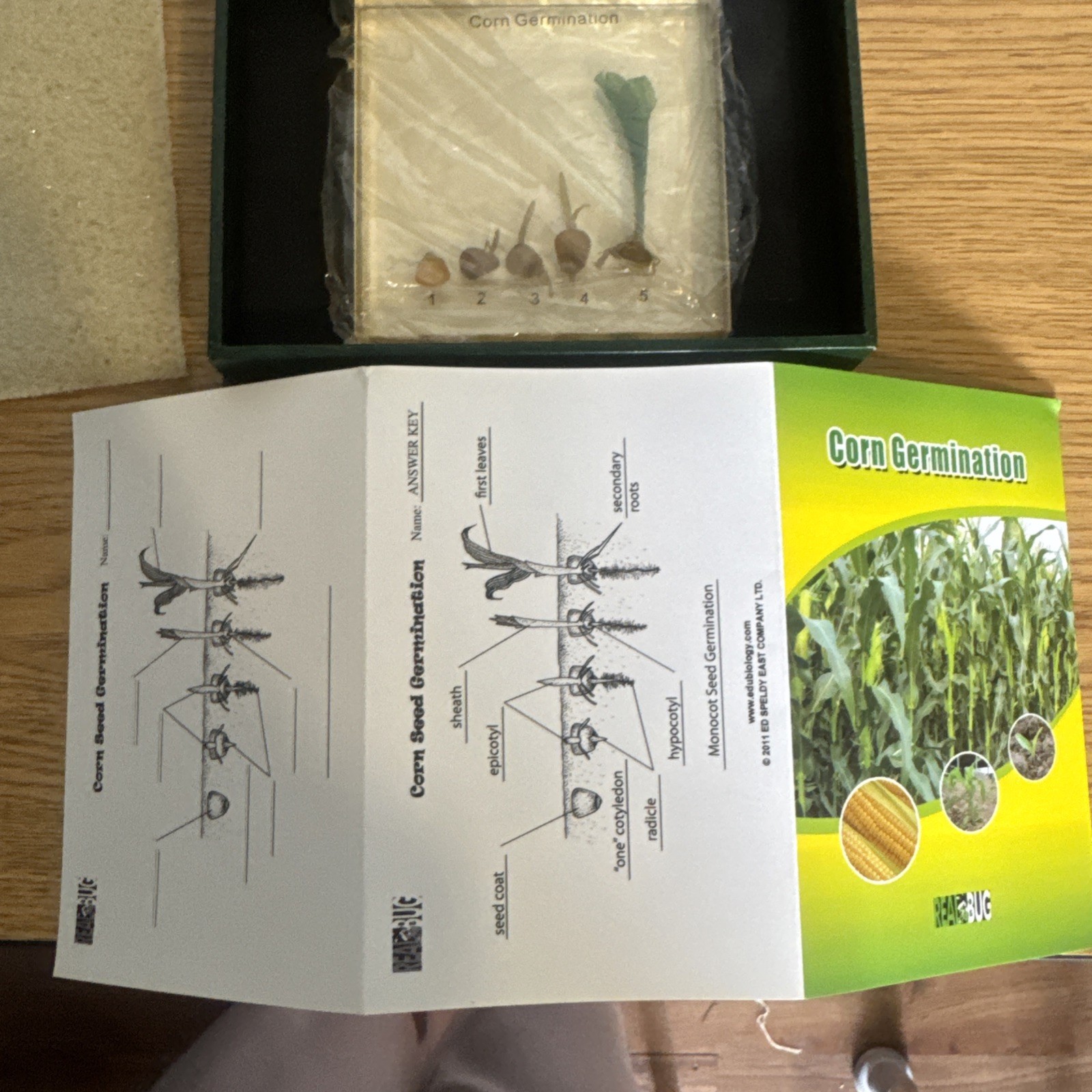 Corn Germination-specimen block