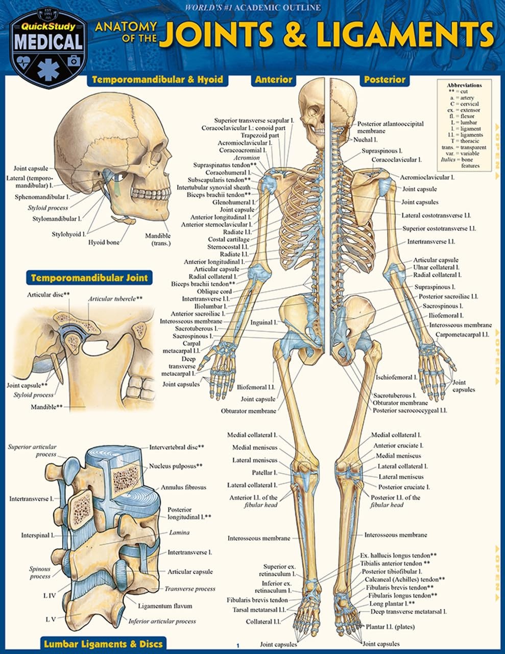 Anatomy of Joints & Ligaments: a QuickStudy Laminated Reference Guide