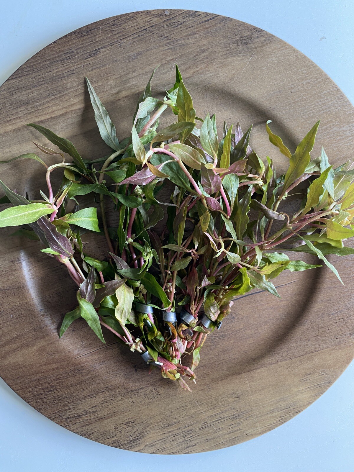 BUY 2 GET 1 FREE- Scarlet Temple Live Aquatic Plant- Beautiful Pink Plant!