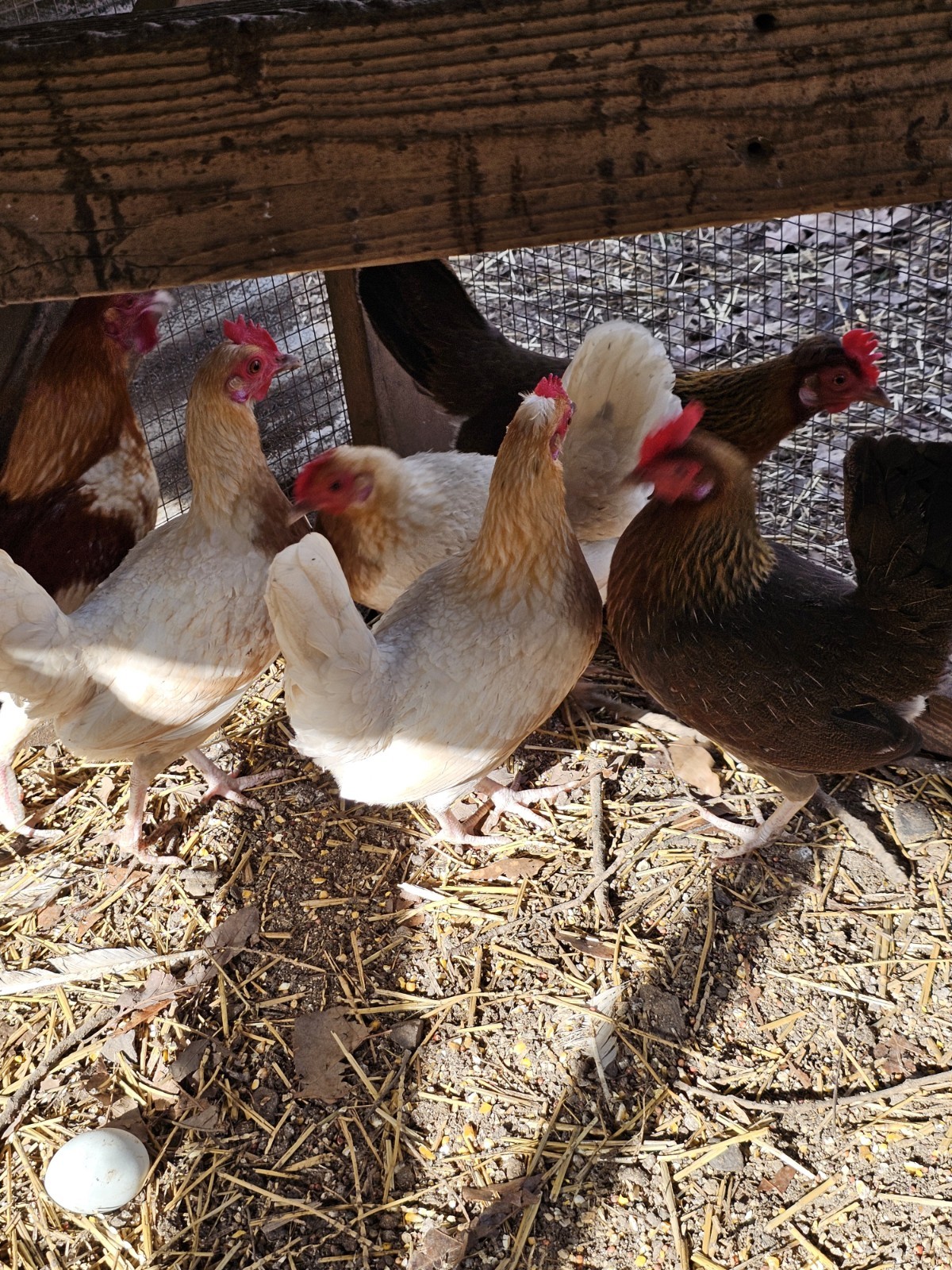 12 Old English Bantams