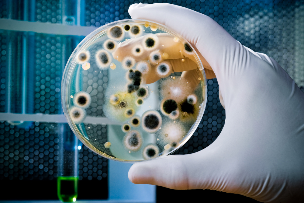 EZ 5g Nutrient Agar kit make 1/2 Liter or 12 Petri dishs Science Fair all u need