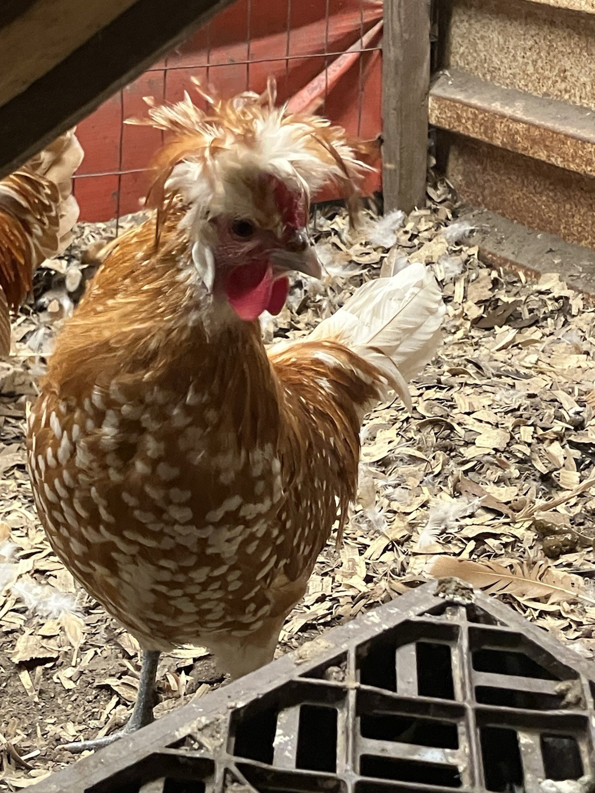Spangled Appenzeller Spitzhauben Hatching Eggs(CHAMOIS & SILVER) 6 Pack
