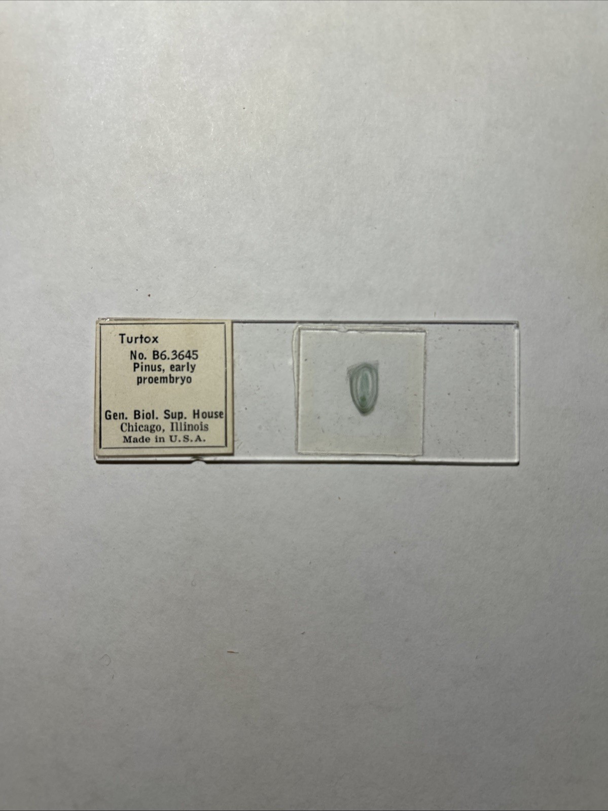 Turtox Pinus, early proembryo No. B6.3645; 1 Microscope Slide