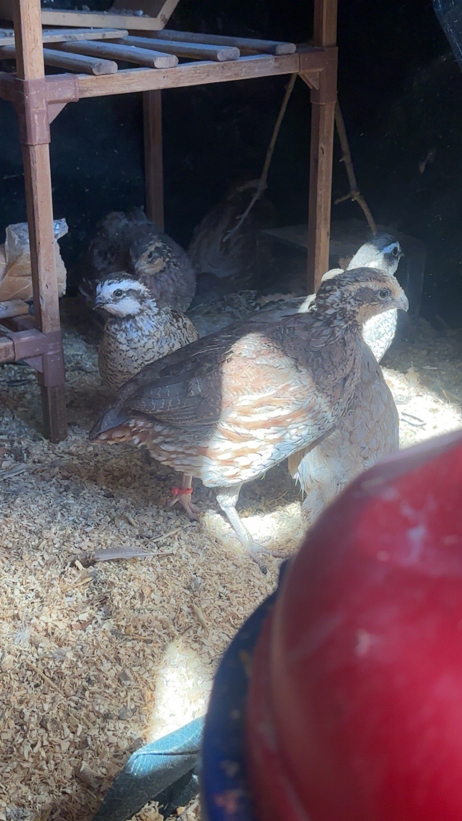 12+ Mixed Bobwhite Hatching Eggs