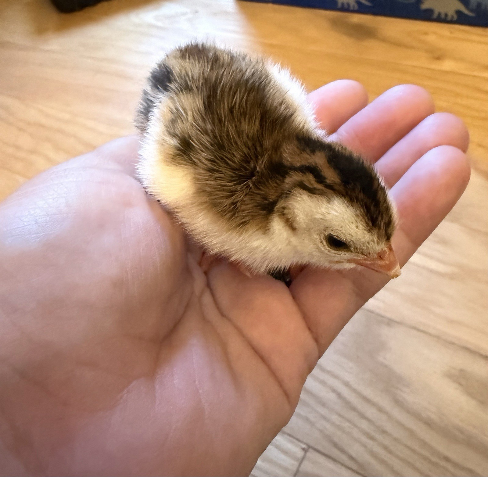 guinea hatching eggs