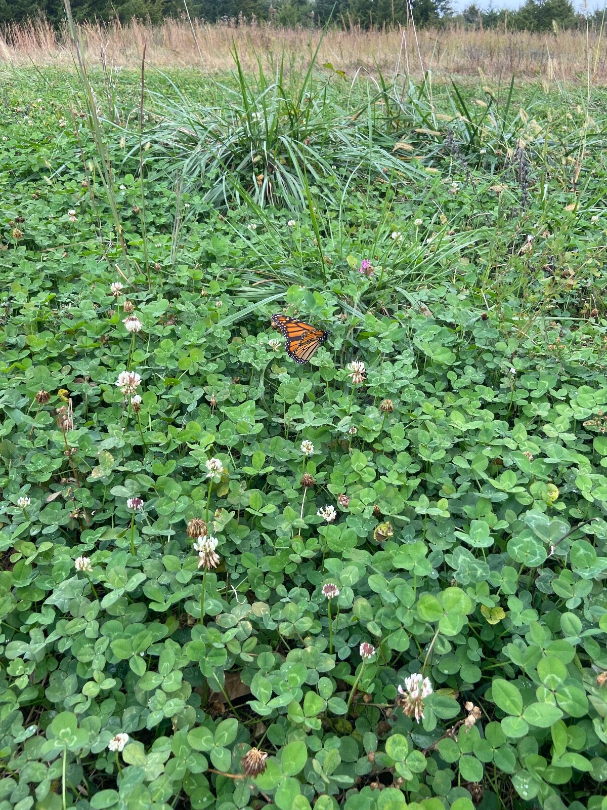 Irresistible Clover, Chicory Deer/turkey Annual Food Plot Seed, Spring 1 Acre