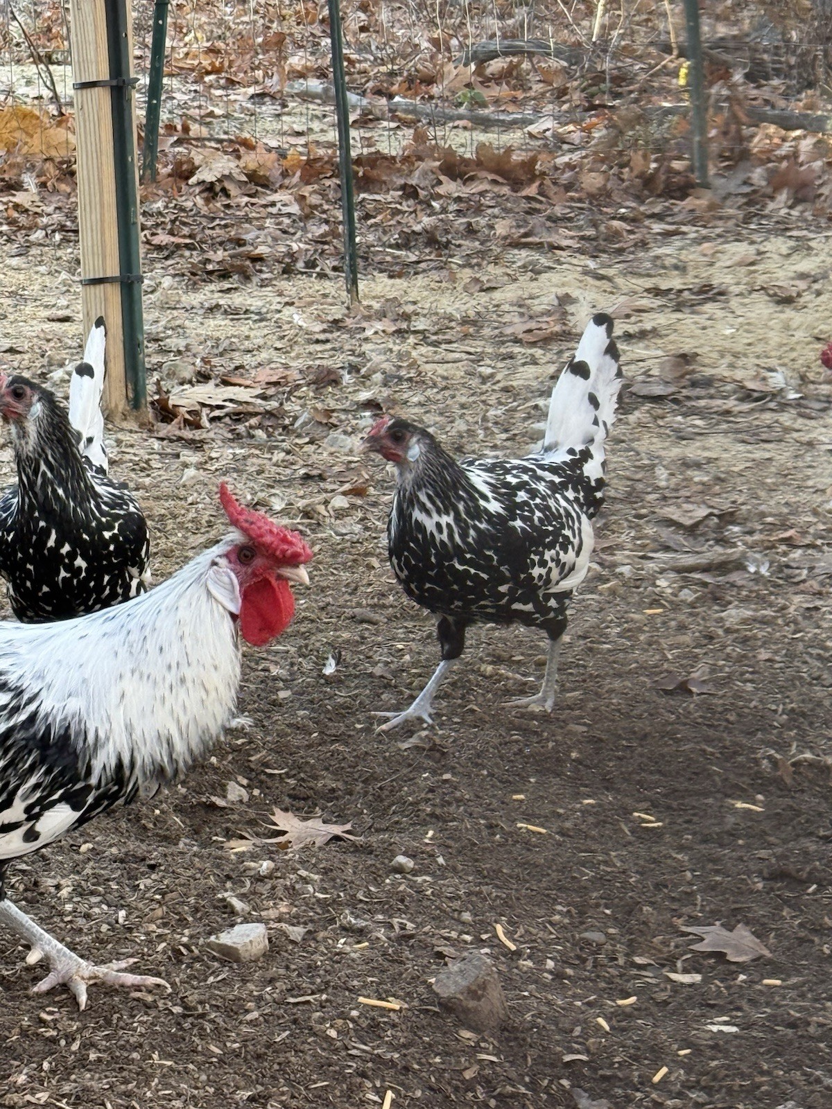 Silver spangled Hamburg Chicken Fertile Eggs