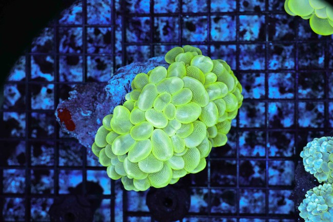 Neon Green Bubble Coral Colony WYSIWYG C1 - SAQ Coral Farm