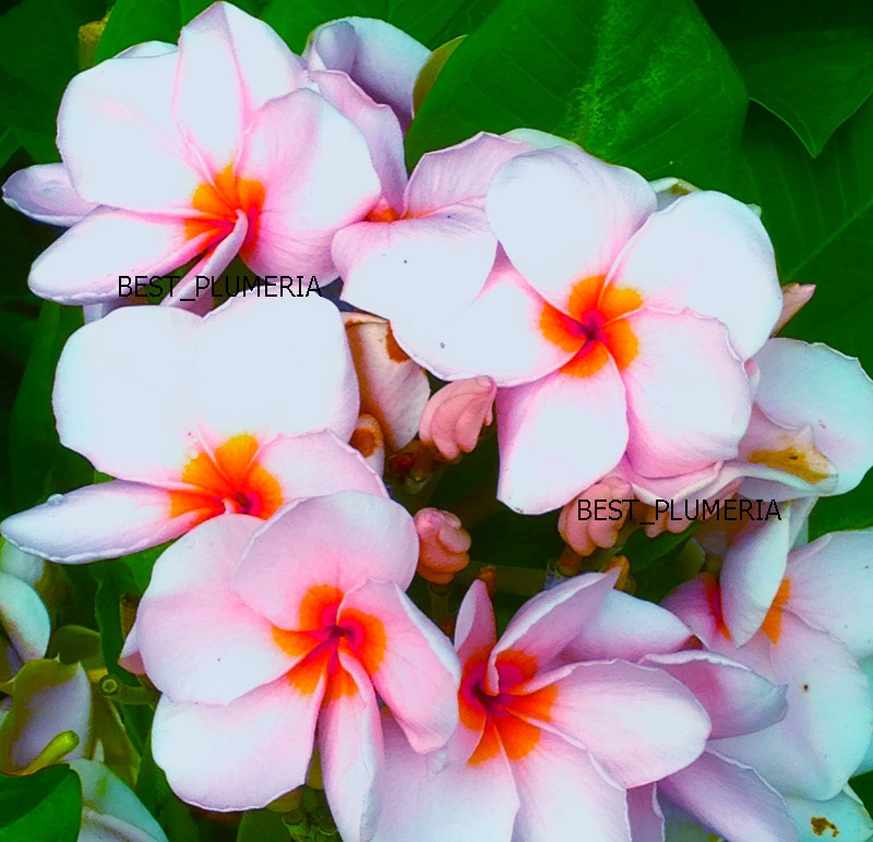 Plumeria Seeds/Flowers/ Fragrant Berry /Fresh 100 seeds!!
