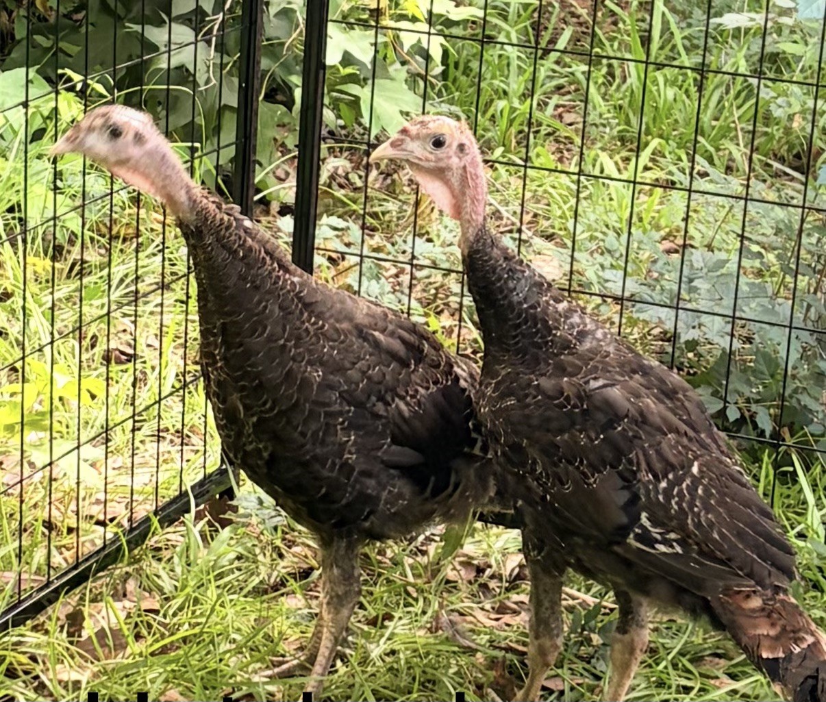Fertile Eastern and Heritage Bronze Turkey Hatching Eggs Pack 6