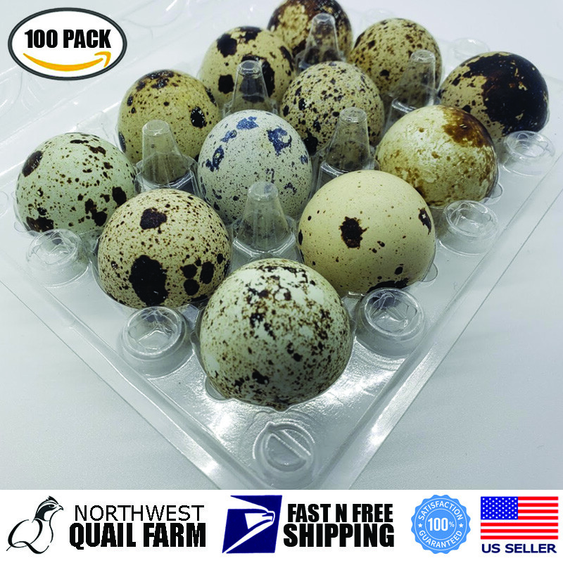 Jumbo Quail Egg Cartons 12 Cell (3x4) 100pcs - Secure Snap Close, Fast Shipping