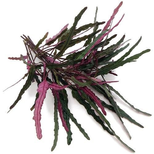 Dragon’s Tongue (Flame) Hemigraphis Repanda Terrarium Plant Buy 2 Get 1 FREE