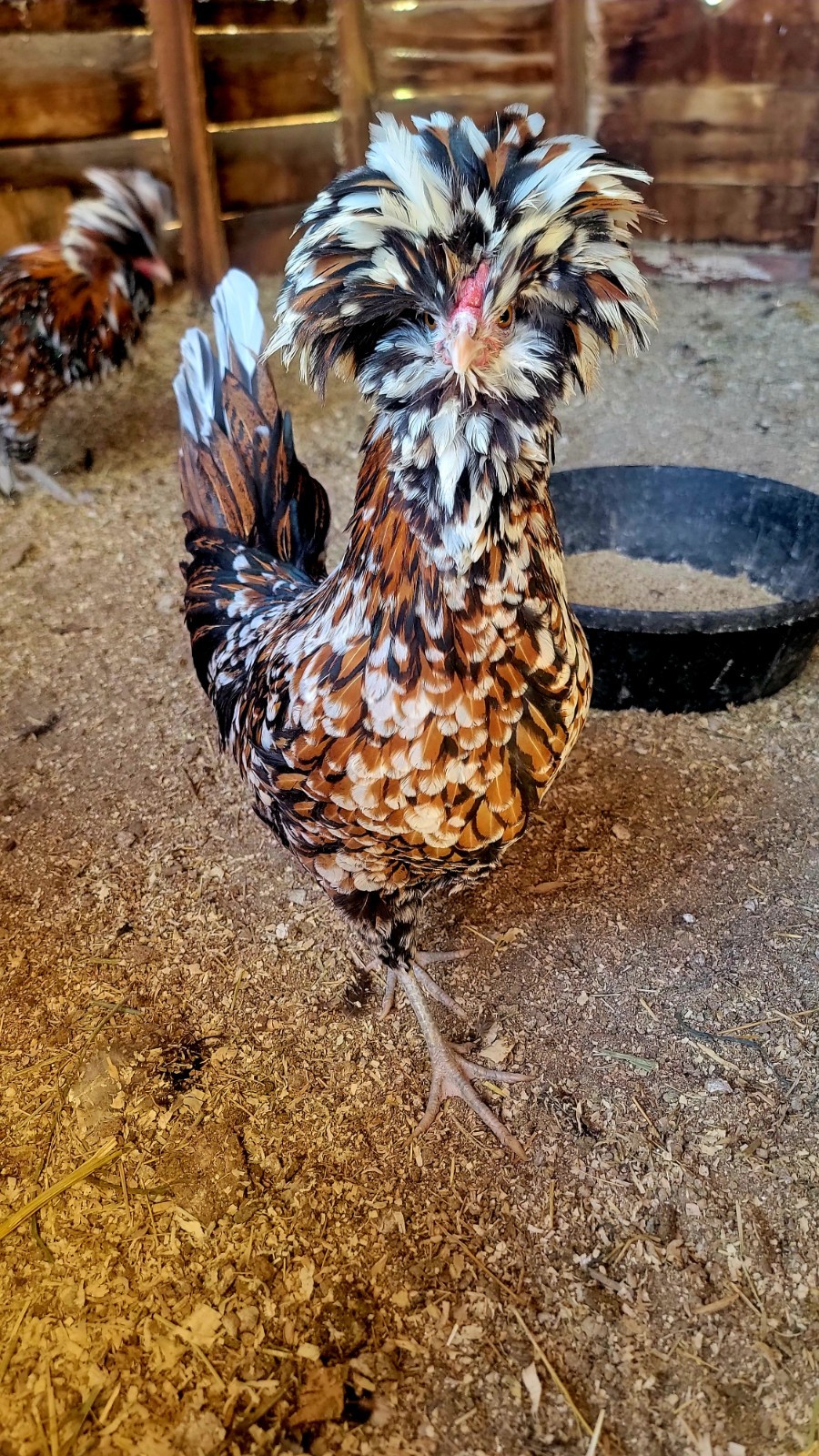 🥚✨ Tolbunt Polish Hatching Eggs – 1 dozen! ✨🥚