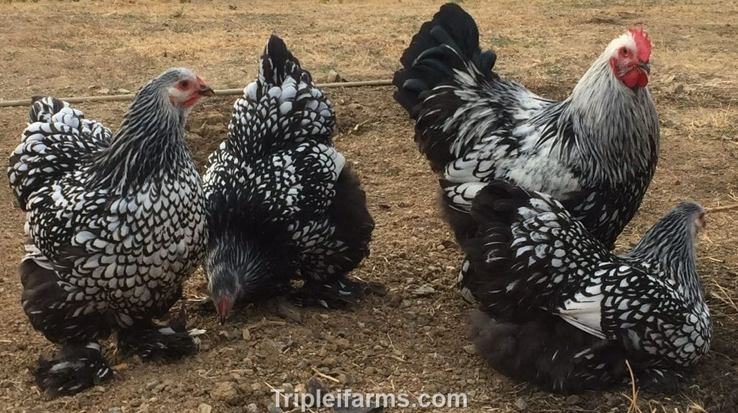 12+ ~GIANT LARGE FOWL~ SILVER LACED COCHIN Fertile Chicken Hatching Eggs ~