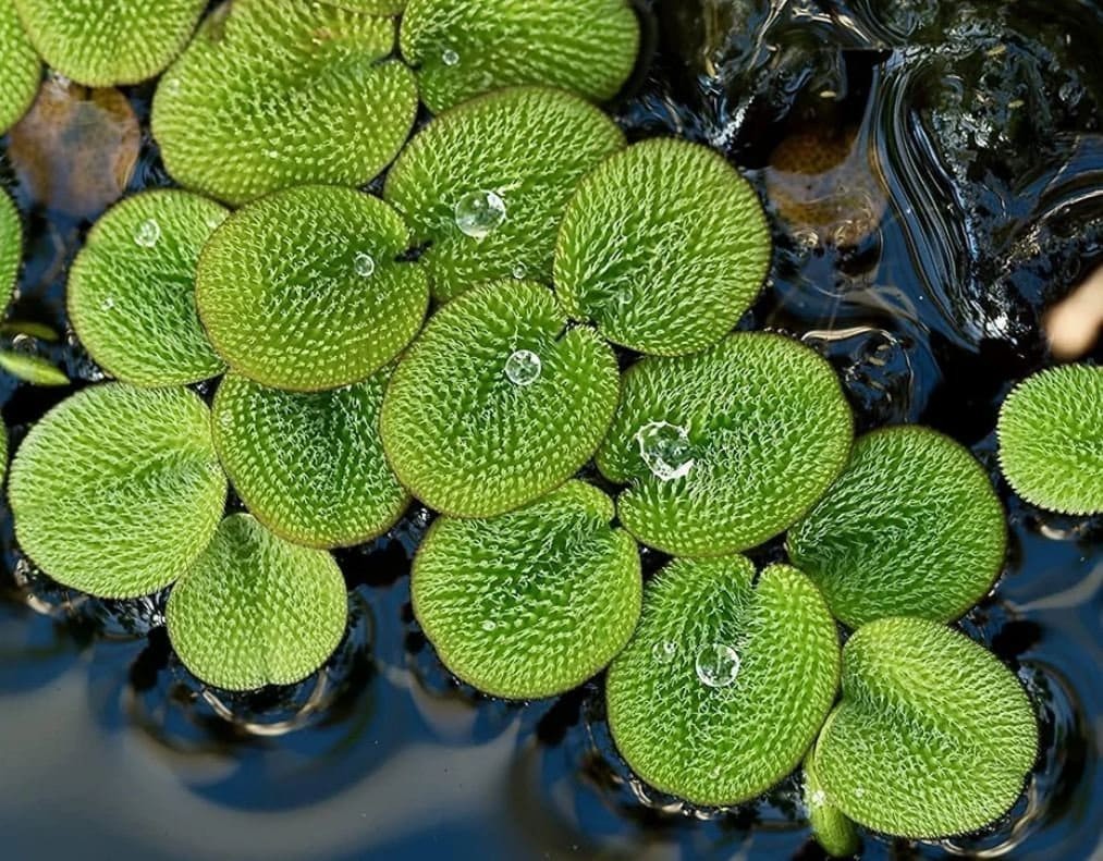 Salvinia minima (Water Spangles) Shrimp Fry Cover Live Plant  FREESHIPP   E
