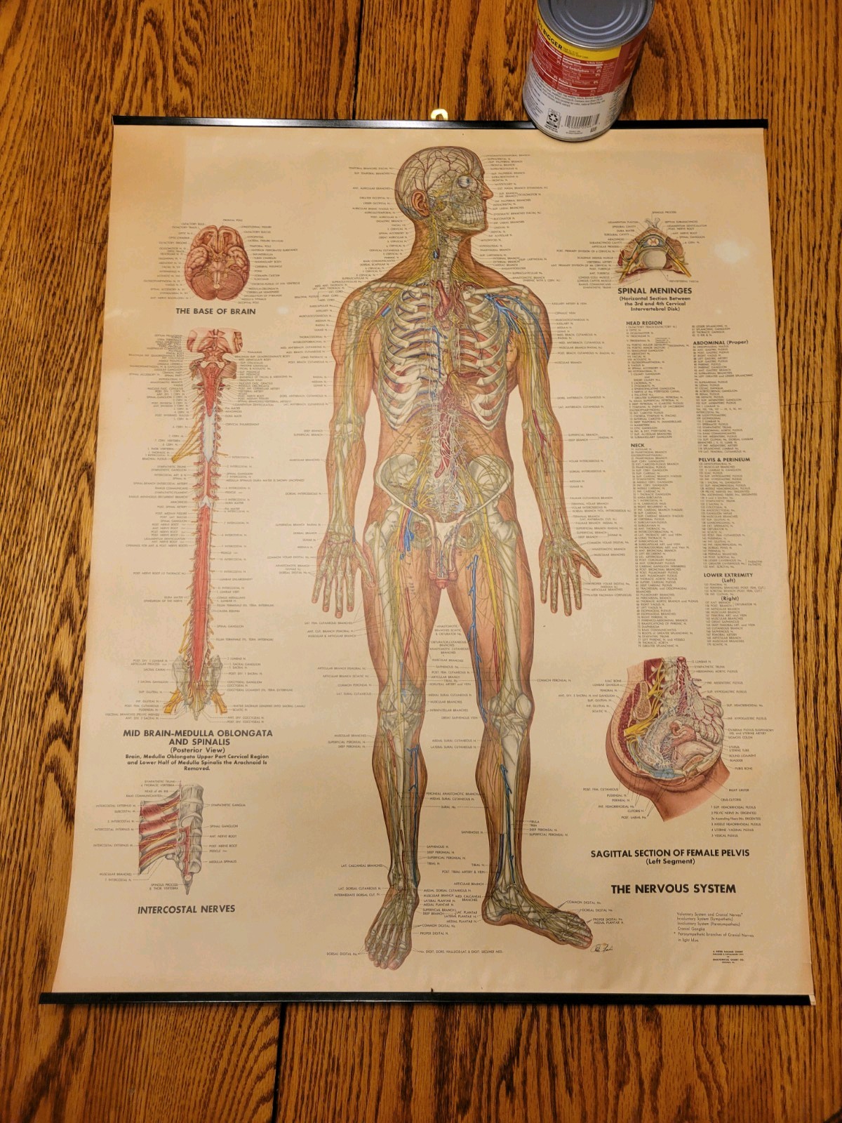 Vintage 1949 Peter Bachin Nervous System Medical Chart