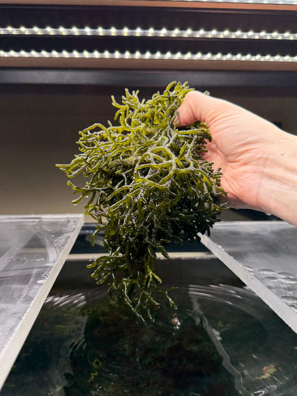 Codium "Dead Man's Fingers" Bulk - Live Saltwater Macroalgae For Reef Tank