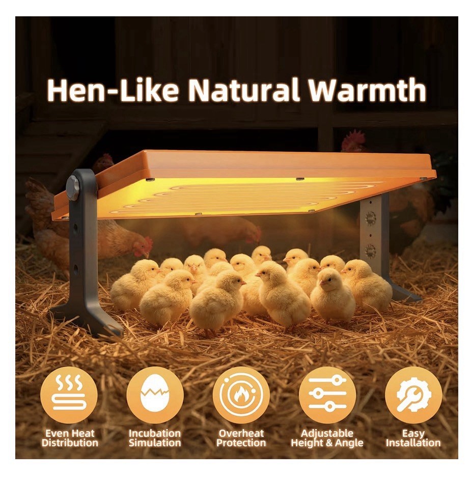 Chick Brooder Heater Plate 12x8 Inches. Adjustable Height And Temperature 🐣 New
