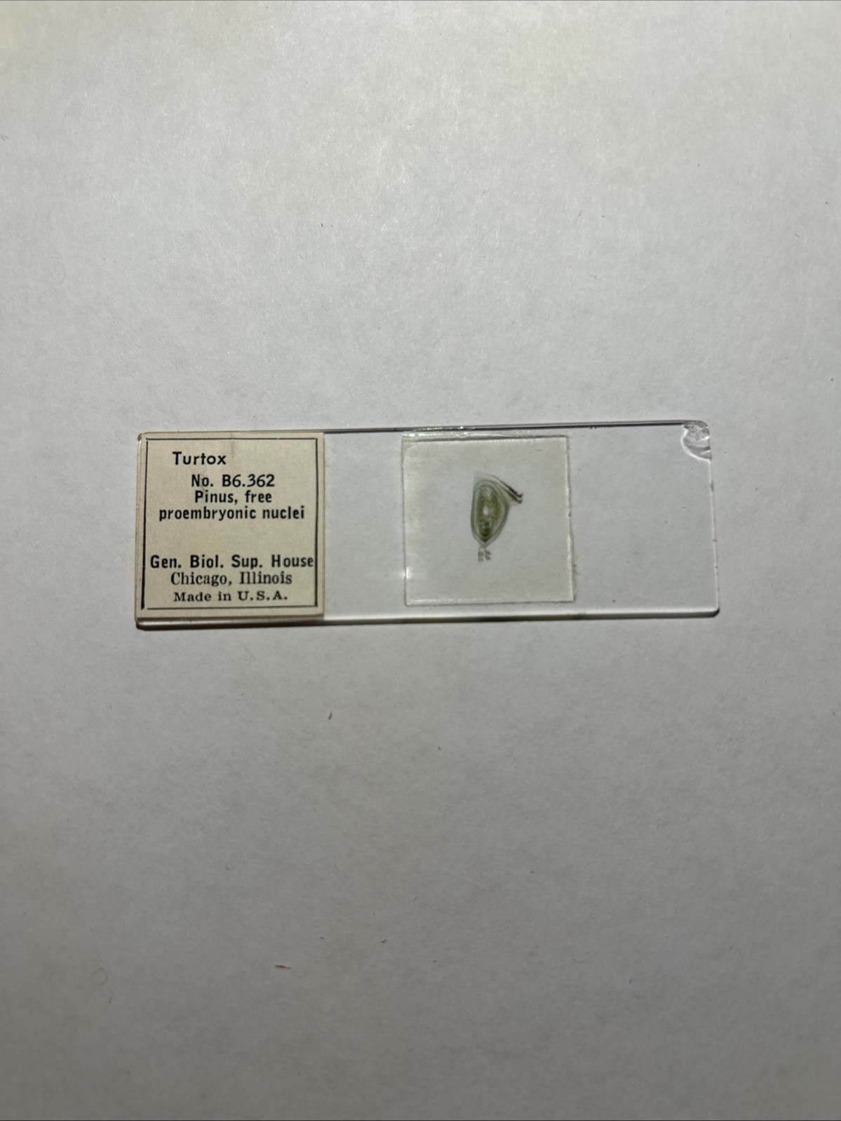 Turtox Pinus, free proembryonic nuclei, B6.362; 1 Microscope Slide