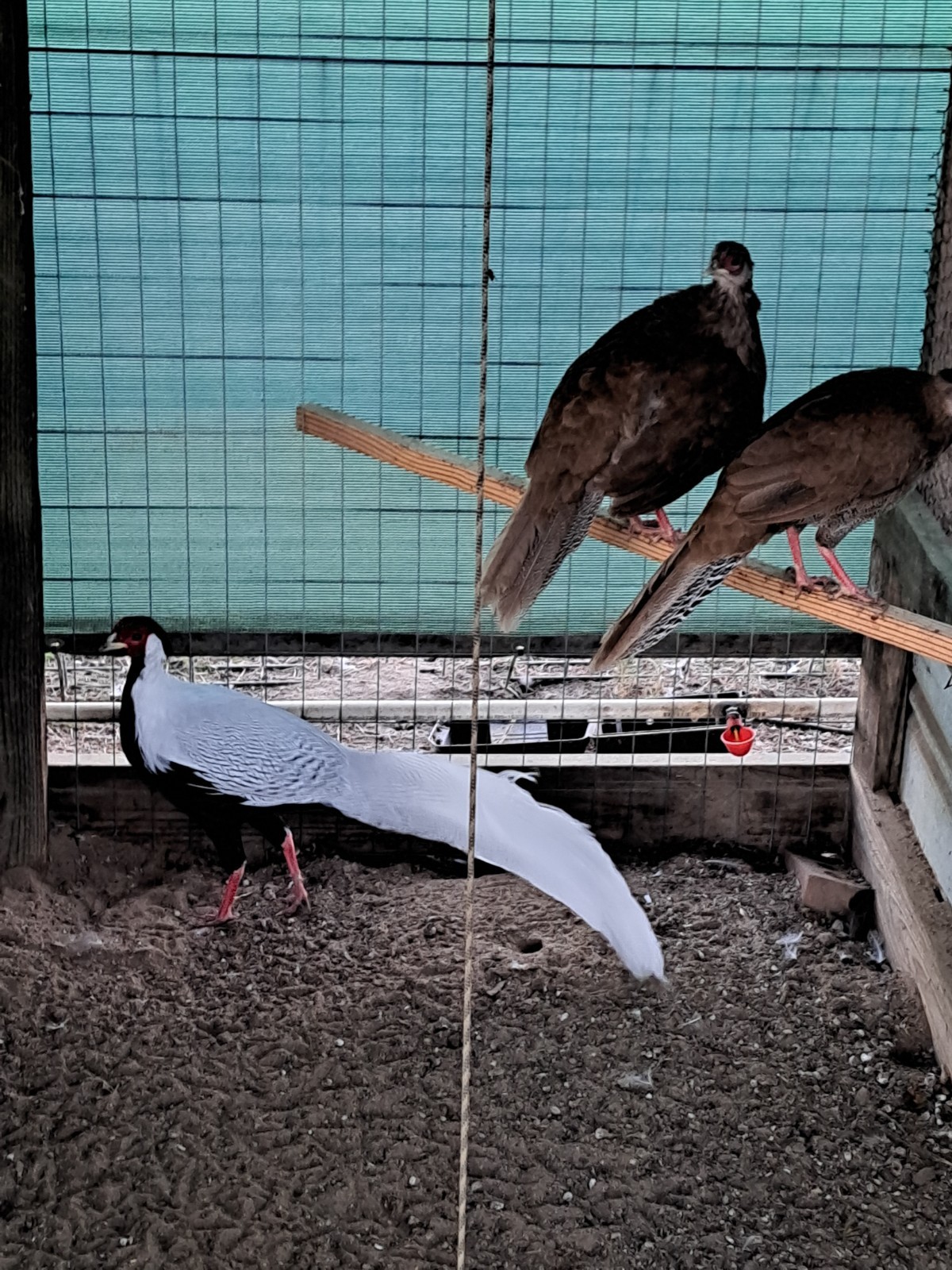 6 Silver Pheasant Hatching Eggs