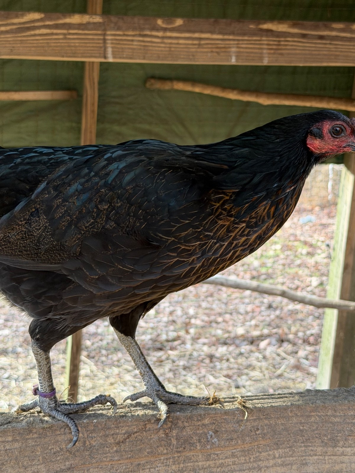 8 + Fertile Chicken Hatching Eggs (please message for strain)