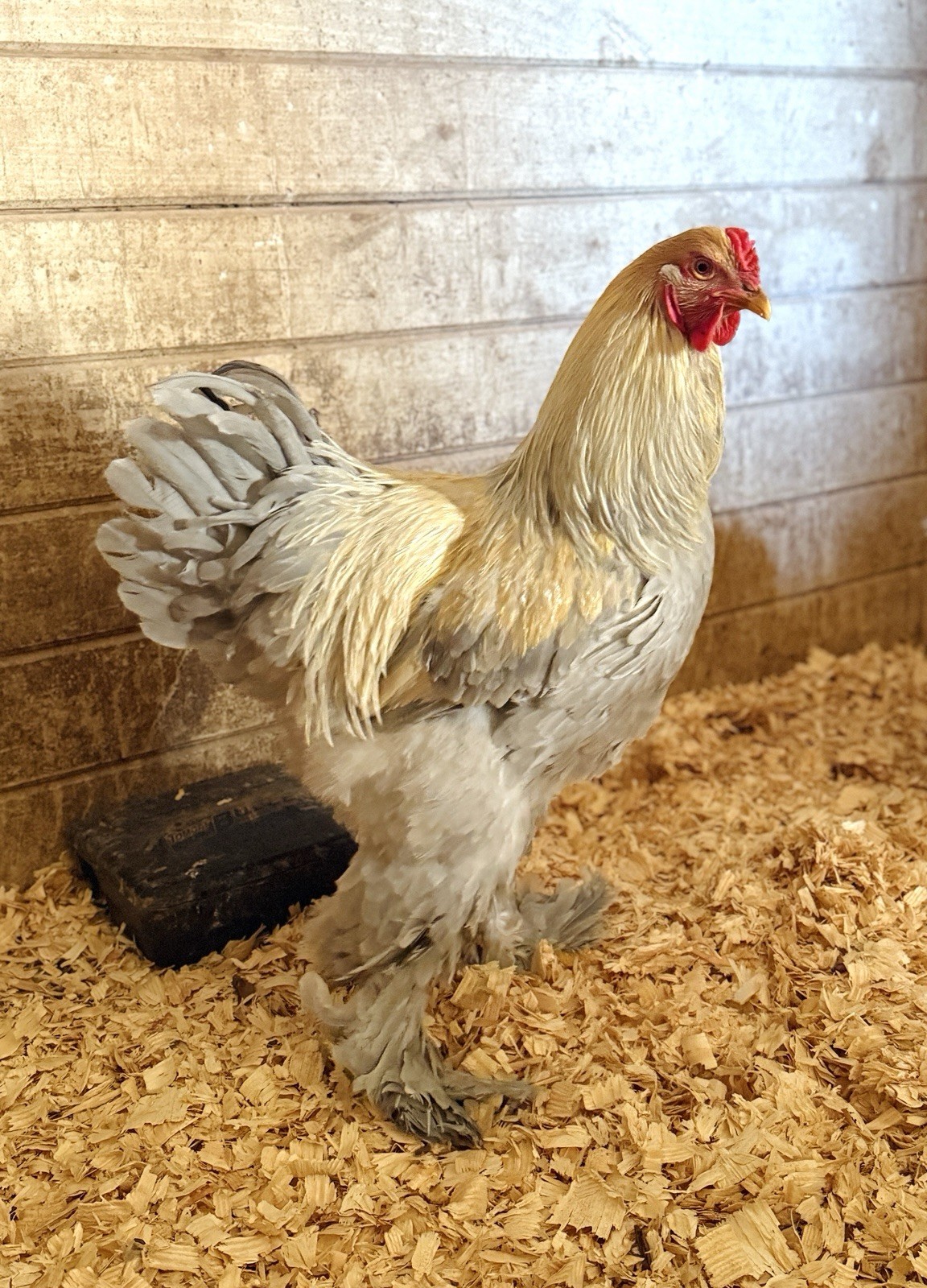 12++ Isabel Brahma Hatching Eggs
