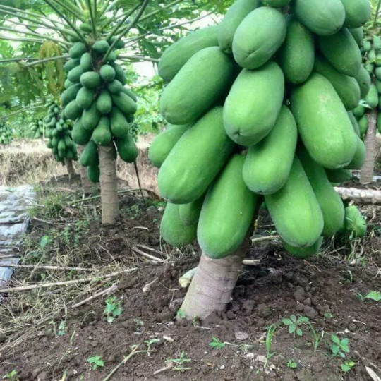 LIVE PLANT Dwarf Papaya 3ft TALL tree ‘Red Lady’ (Carica) shipped from Florida
