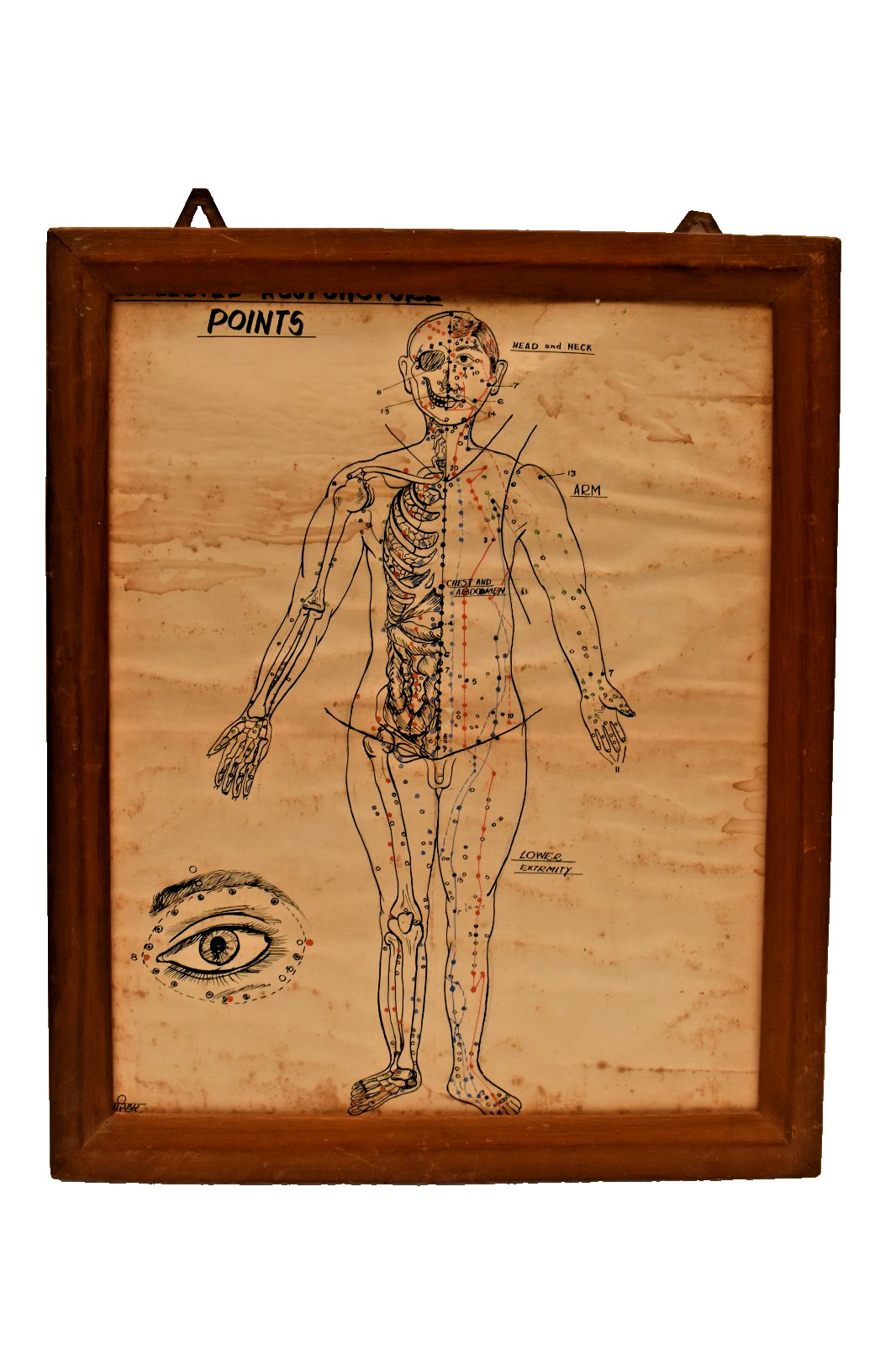 Antique Hand Painted Acupuncture Chart Front View Human Anatomy Art India 1940s