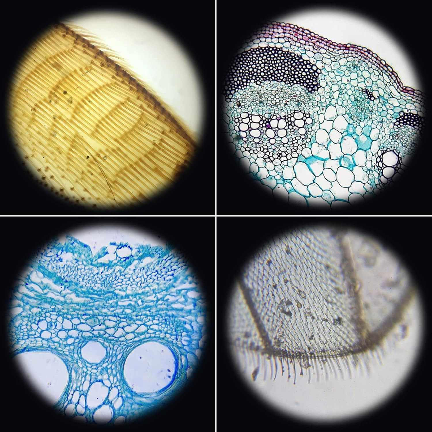 48Pcs Prepared Microscope Slides Specimen Animals Insects Plants Flowers Sample