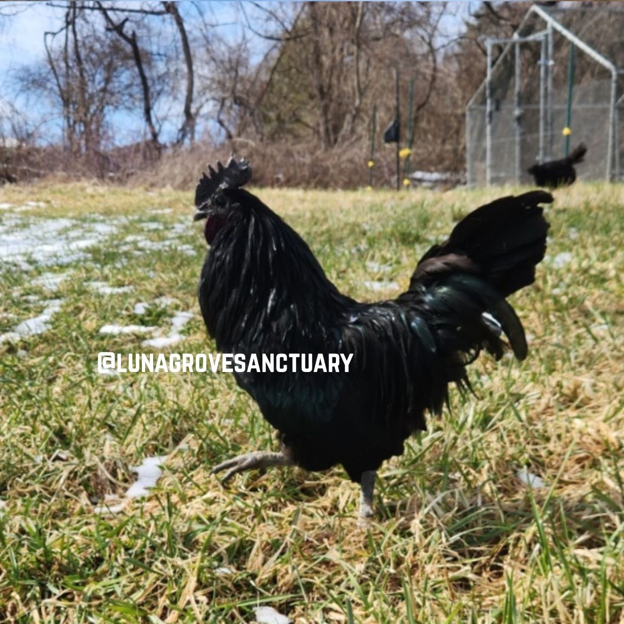 4+ RARE Fertile Hatching Eggs - ALL BLACK - SVART HONA x MYSTIC ONYX