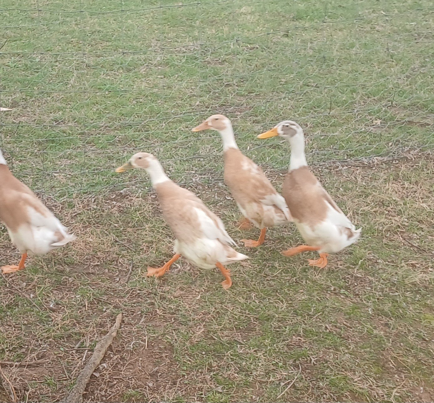 (12) Fawn And White Runner Duck Hatching Eggs