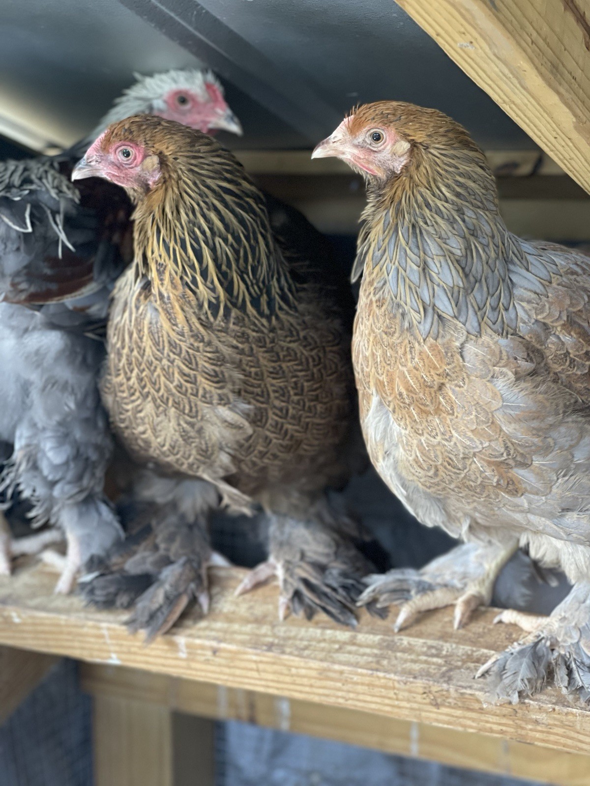 6+ Blue/Black/Splash SILVER/GOLD Partridge Brahma Hatching Eggs