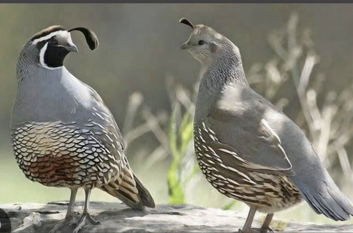 Californian Quail Fertile Hatching Eggs, 6+1 Eggs, Quail Laying Now