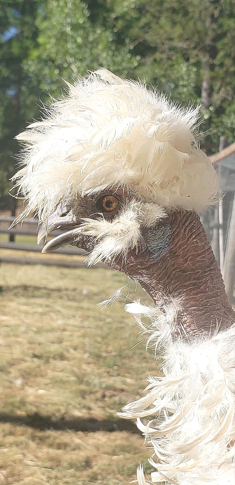10+ BEAUTIFUL Silkie Hatching Eggs . Show Quality!