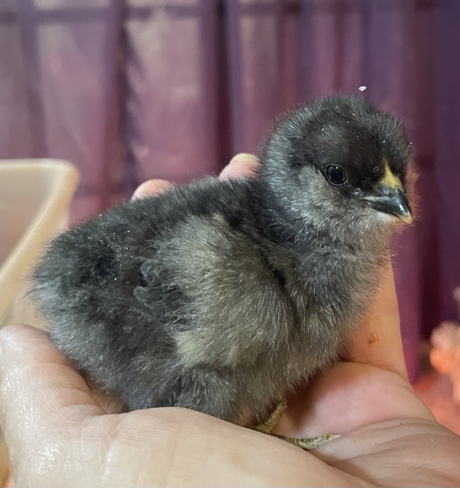 6+ fertile chicken hatching eggs