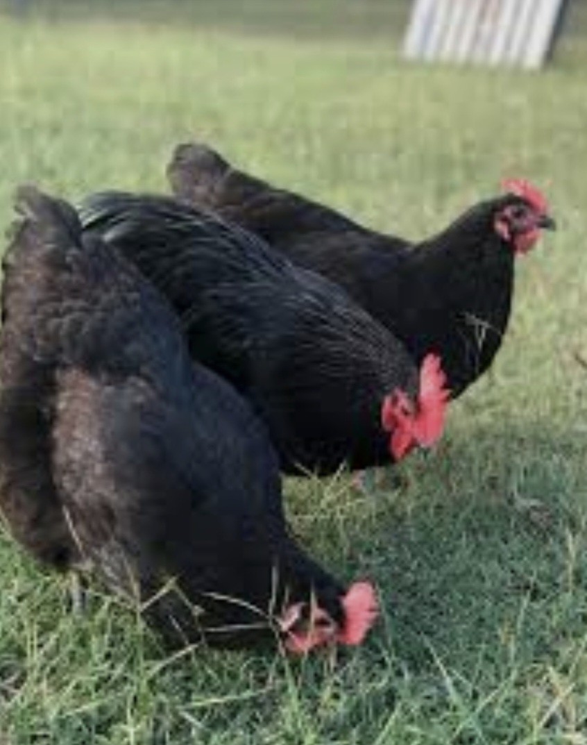Free Shipping 6 BBS Maran Chicken Hatching Eggs