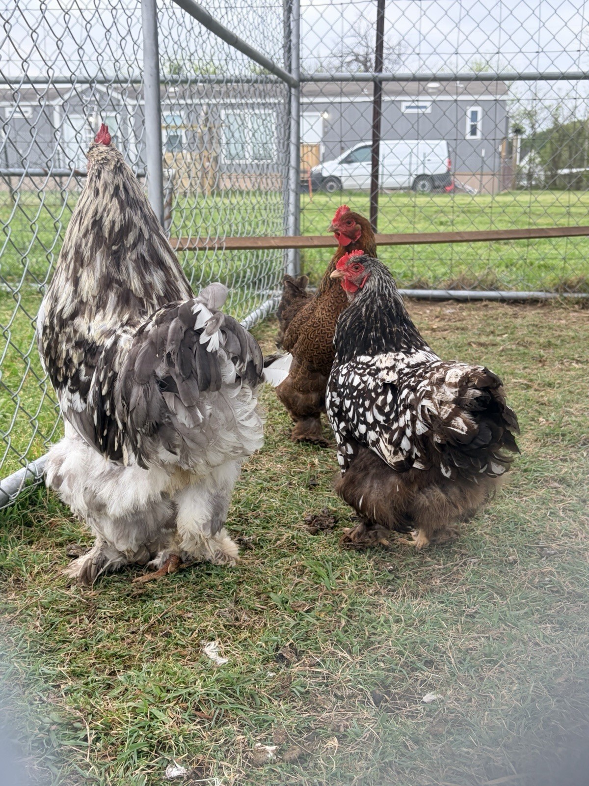 Large Fowl Cochin Hatching Eggs
