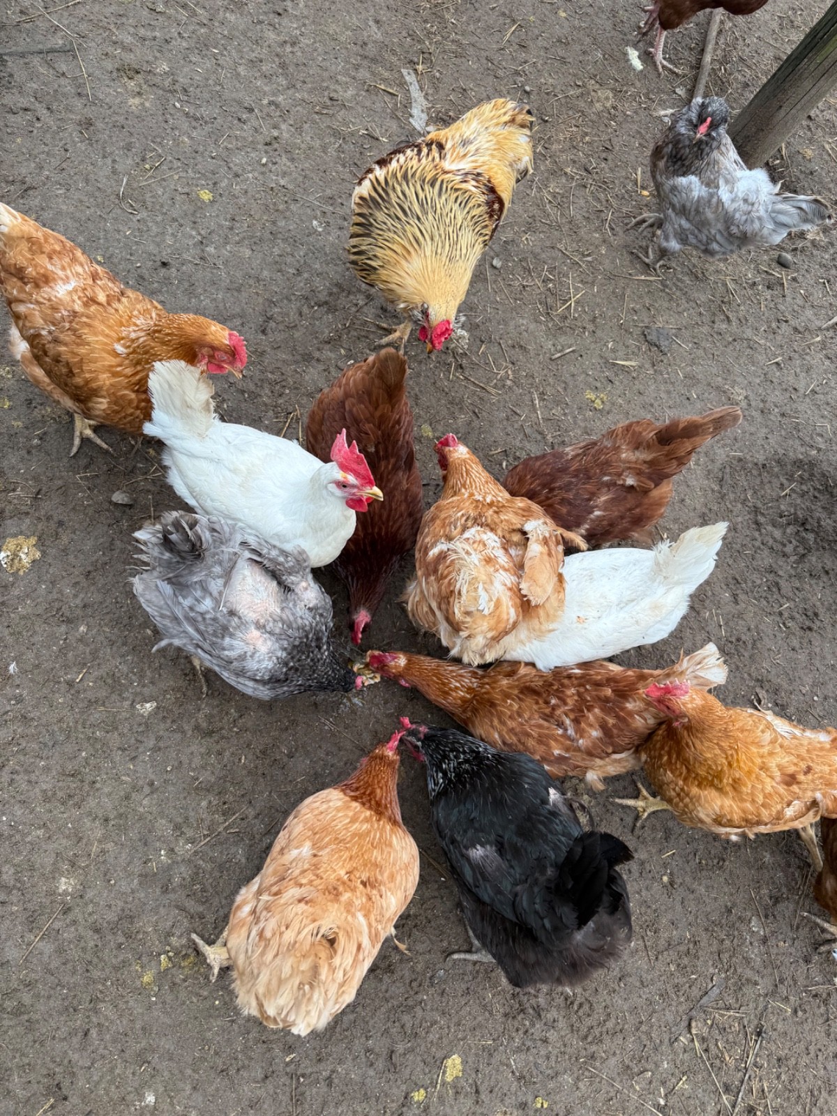 chicken hatching eggs barnyard mix