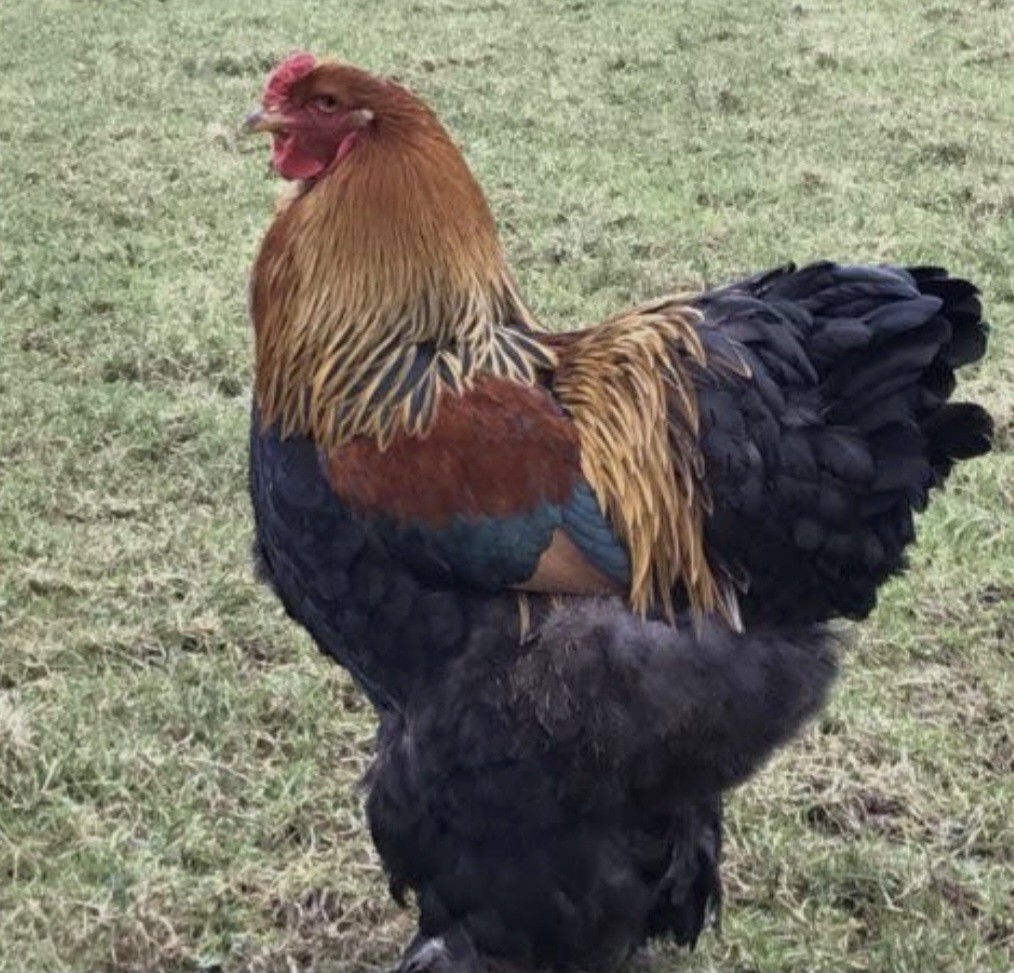 Gold/Blue Gold (Partridge) Brahma Hatching Eggs (12)