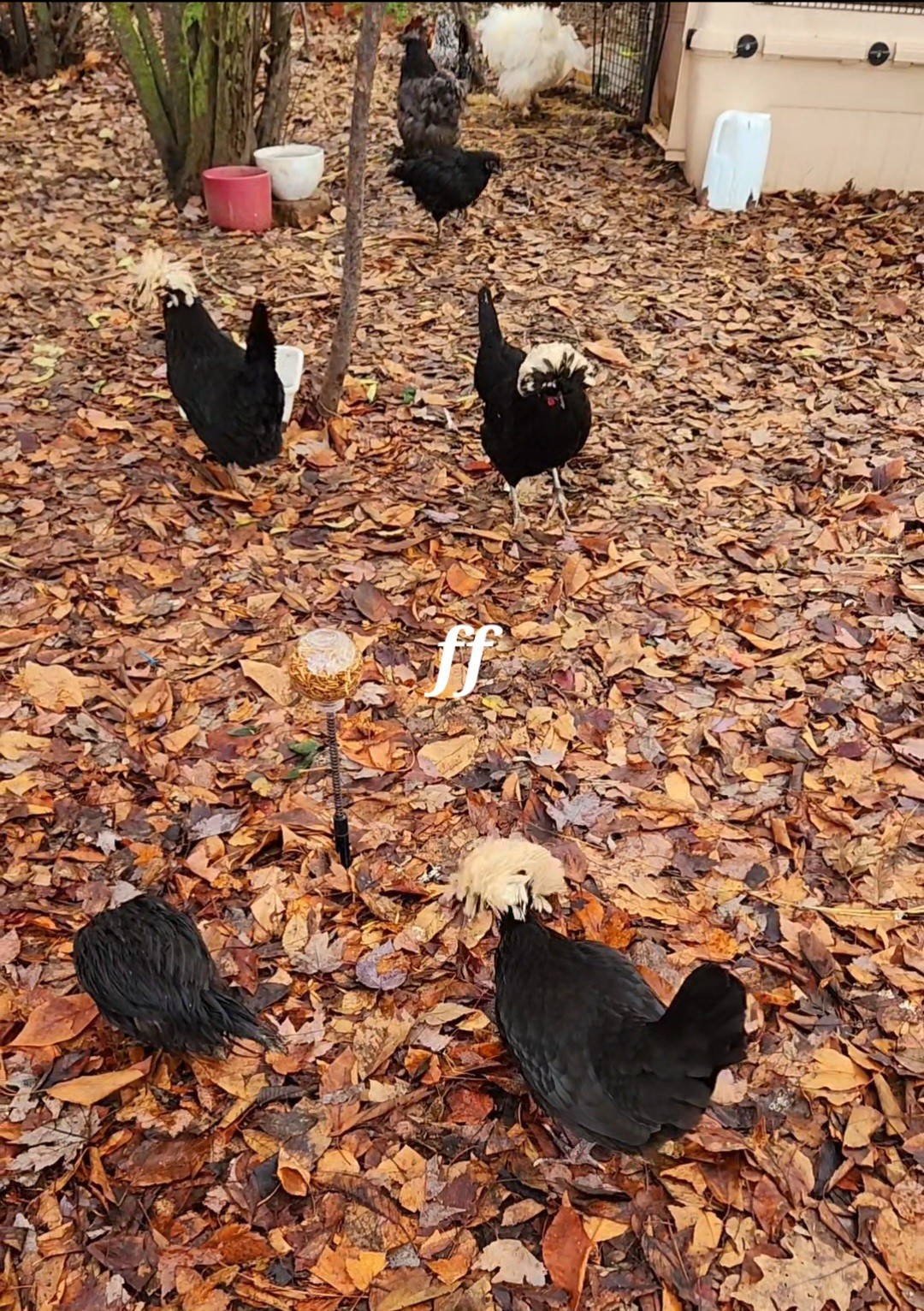 12 Polkis Hatching Eggs