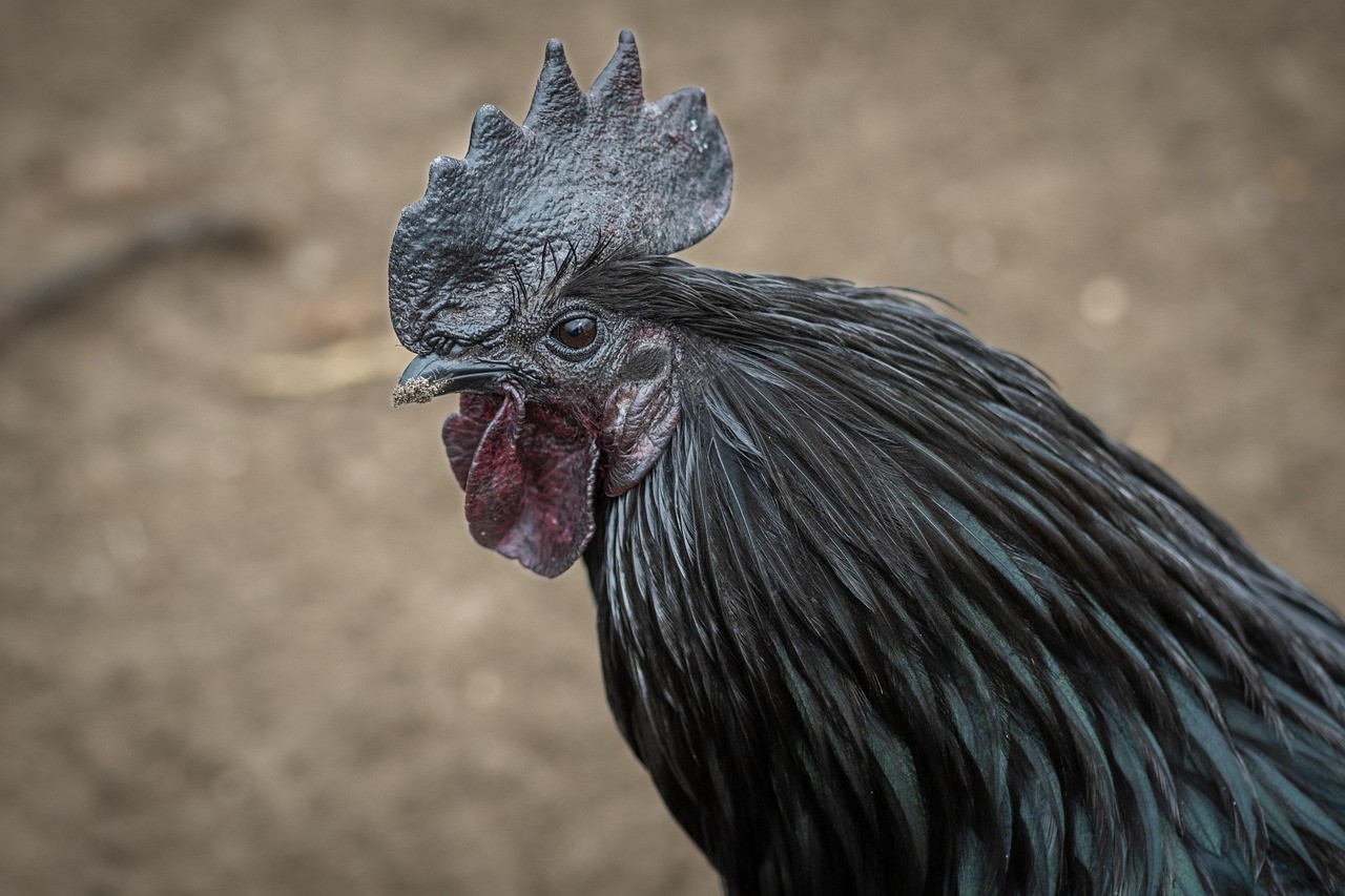 8 Purebred of Ayam Cemani, organic, unwashed Hatching eggs.