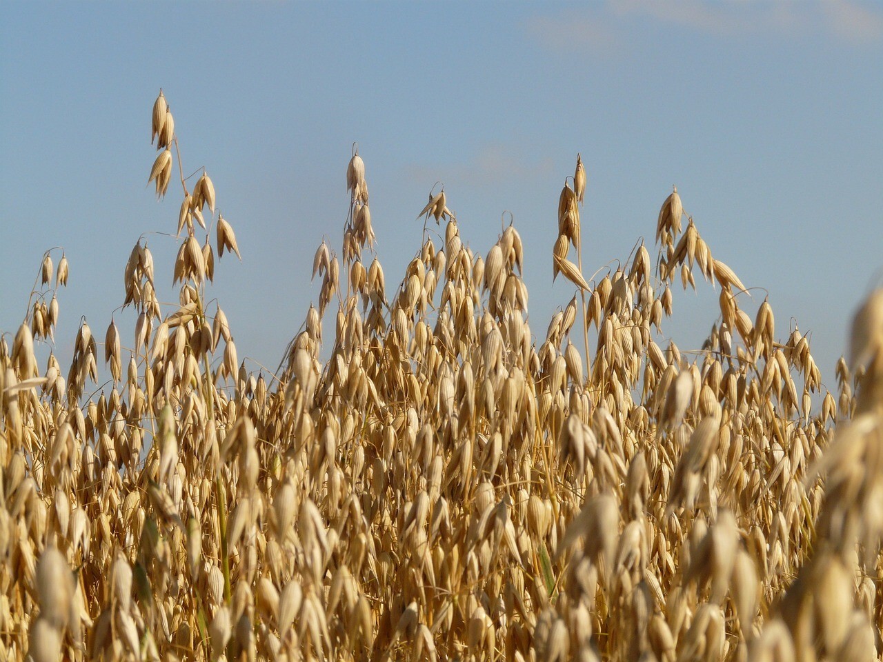Oat Seeds For Sprouting Catgrass Fodder Grains Cover Crop Hay Coker NON-GMO