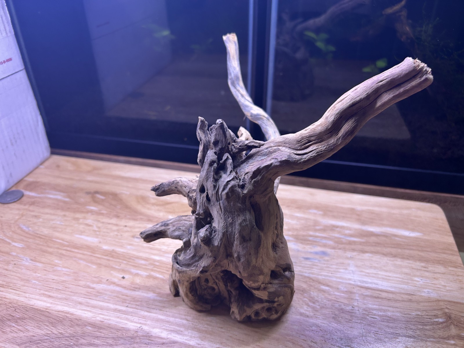 Unique Cholla Wood Piece - Cactus Natural Aquarium Decor Organic - Free Shipping