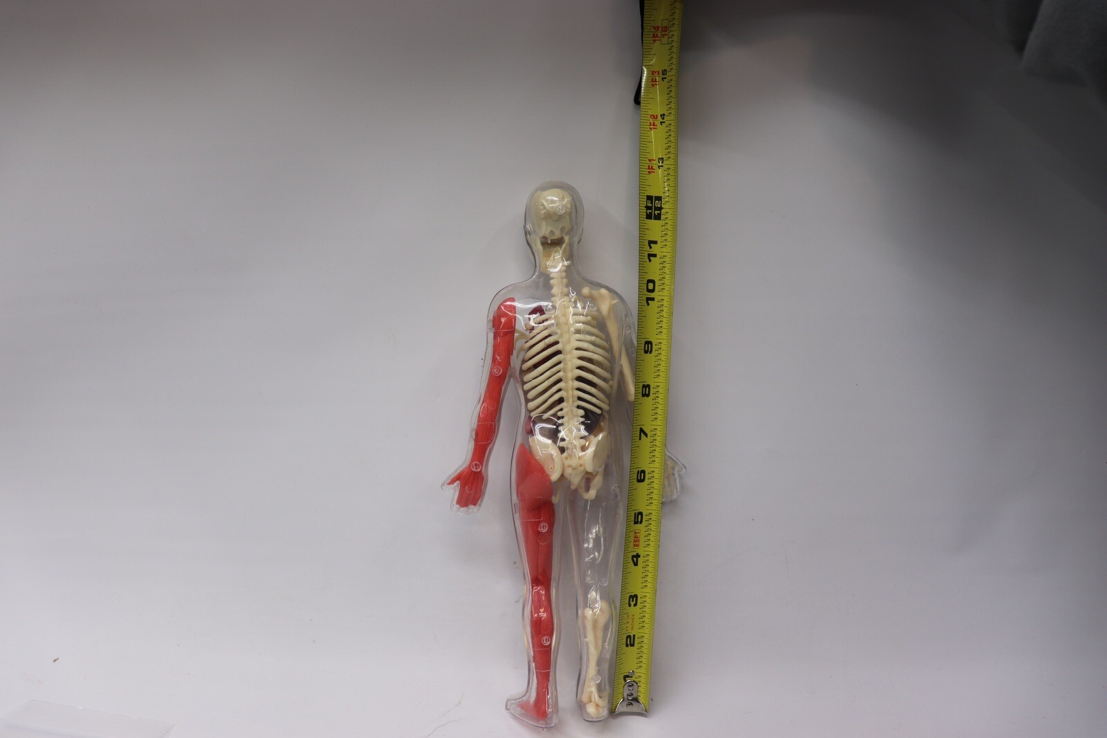 Human Body Educational Clear Plastic Anatomy Body 13" Tall Parts