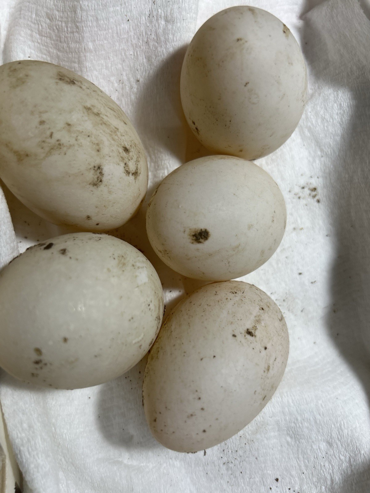 Call Duck Hatching Eggs Lot of 5 +