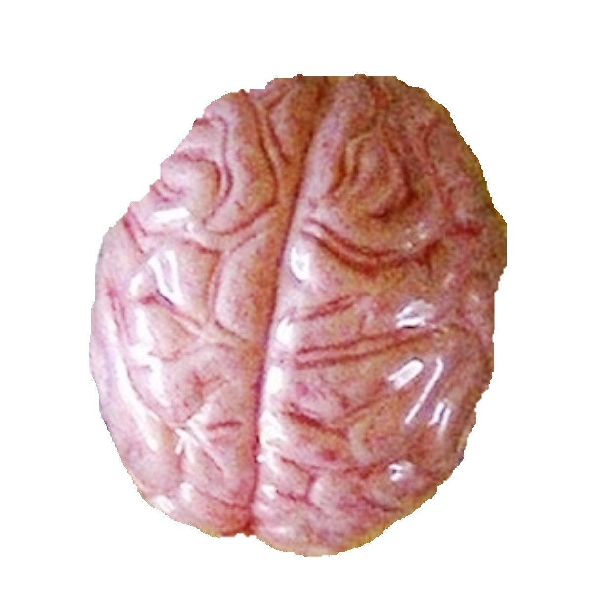 Zombie GROW BRAIN Lab Morgue Human Body Part Party Favor Science Prop Decoration