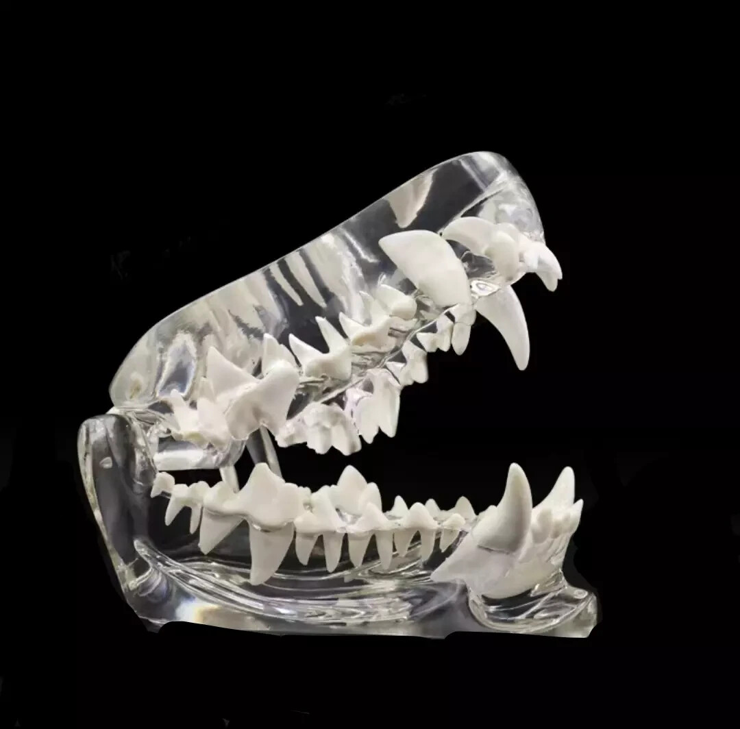 Dog Teeth Model Tooth Transparent Anatomical Veterinary Canine Teaching PVC-