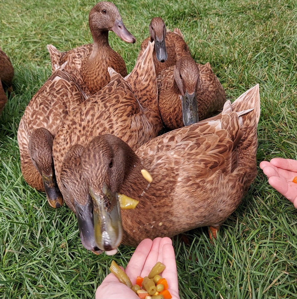 Purebred Khaki Campbell Duck Hatching Eggs – 20+ Fresh and Fertile