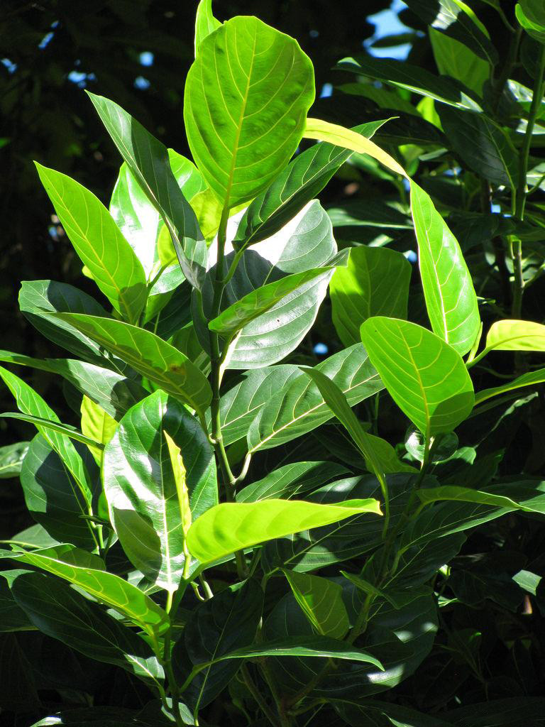 Natural Dried Jack Fruit Leaves Quality Pure Leaf For Bio Shrimp Aquarium